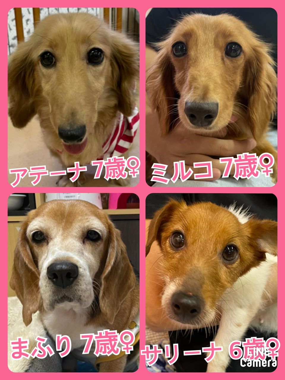 🐾今日の里親様募集中ワンコ🐶メンバーです🐾2021,9,6